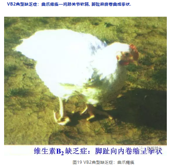 缺乏症状 幼龄动物:佝偻病(弓形腿,弯曲;成年动物:软骨病(软骨症)
