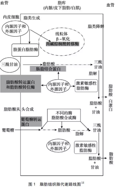 罗非鱼的营养与价值_罗非鱼的营养价值以及功效_罗非鱼的营养功效以及食用禁忌