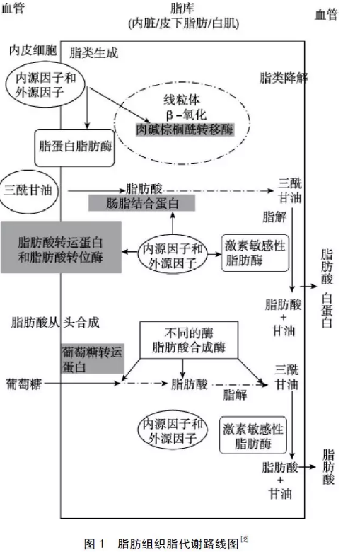 脂肪代谢途径图解图片