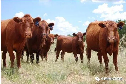 农村养多少头牛国家有补贴?补贴多少?